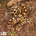 ug_Yellowbelly_Ball_Python_2.jpg