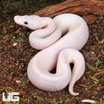 ug_Super_Fire_Ball_Python_2.jpg