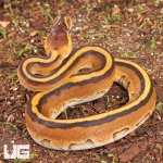 ug_Genetic_Stripe_Enchi_Bal_Python_2.jpg