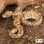 ug_Ghost_Ball_Python_2.jpg