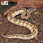 ug_Butter_Enchi_Ball_Python_2.jpg