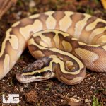ug_Butter_Enchi_Ball_Python_1.jpg