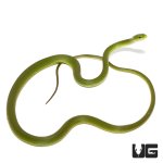 ug_new_florida_rough_green_snake_4.jpg