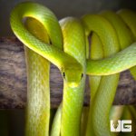 ug_new_florida_rough_green_snake_3.jpg