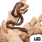 ug_baby_indonesian_tree_boa_4.jpg