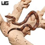 ug_baby_indonesian_tree_boa_3.jpg