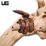 ug_baby_indonesian_tree_boa_2.jpg