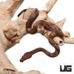 ug_baby_indonesian_tree_boa_1.jpg