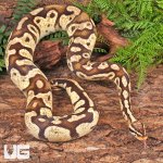 ug_Adult_Male_Pastel_Fire_Het_Pied_Ball_Python_2.jpg