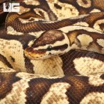 ug_Adult_Male_Pastel_Fire_Het_Pied_Ball_Python_1.jpg