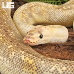 ug_Female_Champagne_Lesser_Black_Pastel_Ball_Python_4.jpg