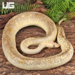 ug_Female_Champagne_Lesser_Black_Pastel_Ball_Python_2.jpg