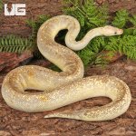 ug_Female_Champagne_Lesser_Black_Pastel_Ball_Python_1.jpg