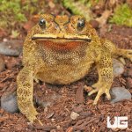 ug_Black_Spectacled_Toad_3.jpg