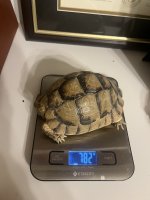 IMG_5093.jpeg