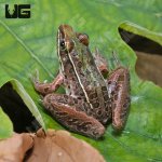 ug_Southern_Leopard_Frog_4.jpg