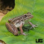 ug_Southern_Leopard_Frog_3.jpg