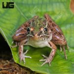 ug_Southern_Leopard_Frog_2.jpg