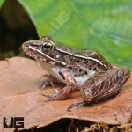 ug_Southern_Leopard_Frog_1.jpg