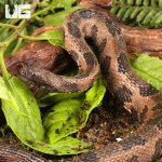 ug_Brown_Water_Snake_5.jpg