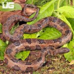 ug_Brown_Water_Snake_4.jpg