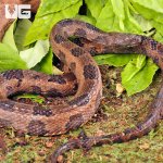ug_Brown_Water_Snake_3.jpg