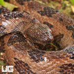 ug_Brown_Water_Snake_2.jpg
