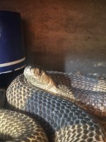 IMG_0451.jpeg