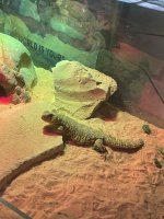 IMG_4055.jpeg