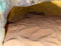 IMG_2299.jpeg