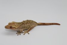 Female yellow dal FS.JPG
