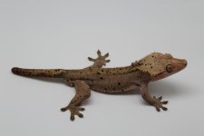 Male yellow dal FS.JPG