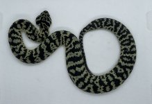 IMG_5031.jpg