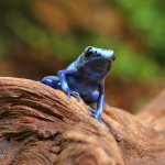 ug_Blue_Sipaliwini_Tinctorius_Dart_Frog_1.jpg