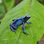 ug_Blue_Sipaliwini_Tinctorius_Dart_Frog_2.jpg