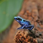 ug_CB_Green_Sipaliwini_Tinctorius_Dart_Frog_3.jpg