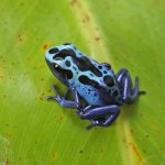 ug_CB_Green_Sipaliwini_Tinctorius_Dart_Frog_4.jpg