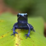 ug_CB_Green_Sipaliwini_Tinctorius_Dart_Frog_2.jpg