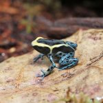 ug_Green_Sipaliwini_Dart_Frog_4.jpg