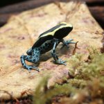 ug_Green_Sipaliwini_Dart_Frog_3.jpg