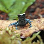 ug_Green_Sipaliwini_Dart_Frog_1.jpg