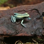 ug_CB_Mint_Terribilis_Dart_Frog_3.jpg