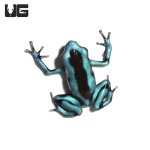 ug_turquoise_and_black_dart_frog_4.jpg