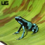 ug_turquoise_and_black_dart_frog_3.jpg