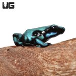 ug_turquoise_and_black_dart_frog_2.jpg