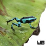 ug_turquoise_and_black_dart_frog_1.jpg