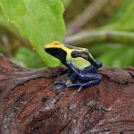 ug_CB_Cobalt_Blue_Tinctorius_Dart_Frog_4.jpg