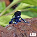 ug_CB_Cobalt_Blue_Tinctorius_Dart_Frog_2.jpg