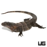 ug_adult_spiny_tailed_iguana_1.jpg