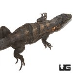 ug_adult_spiny_tailed_iguana_2.jpg